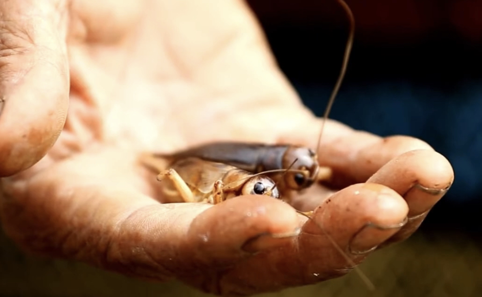 Two small Crickets in the hand