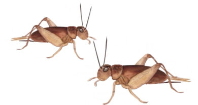 Two Crickets