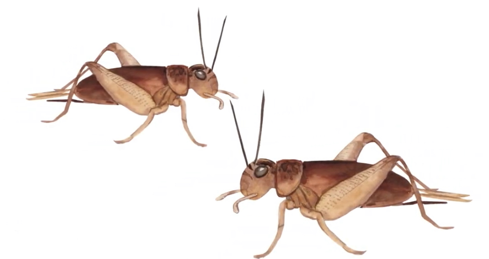 Two Crickets